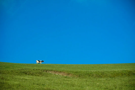 Cow in the Sky LS-00004 PANEL Leonardo Ferri Photography Shop