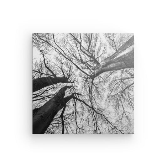Black trees from below TR-00005 - CANVAS