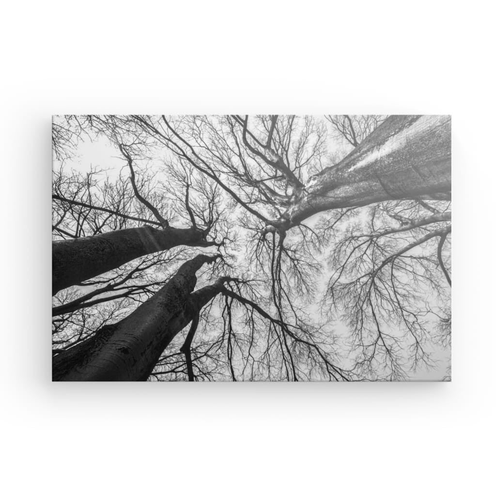 Black trees from below TR-00005 - CANVAS