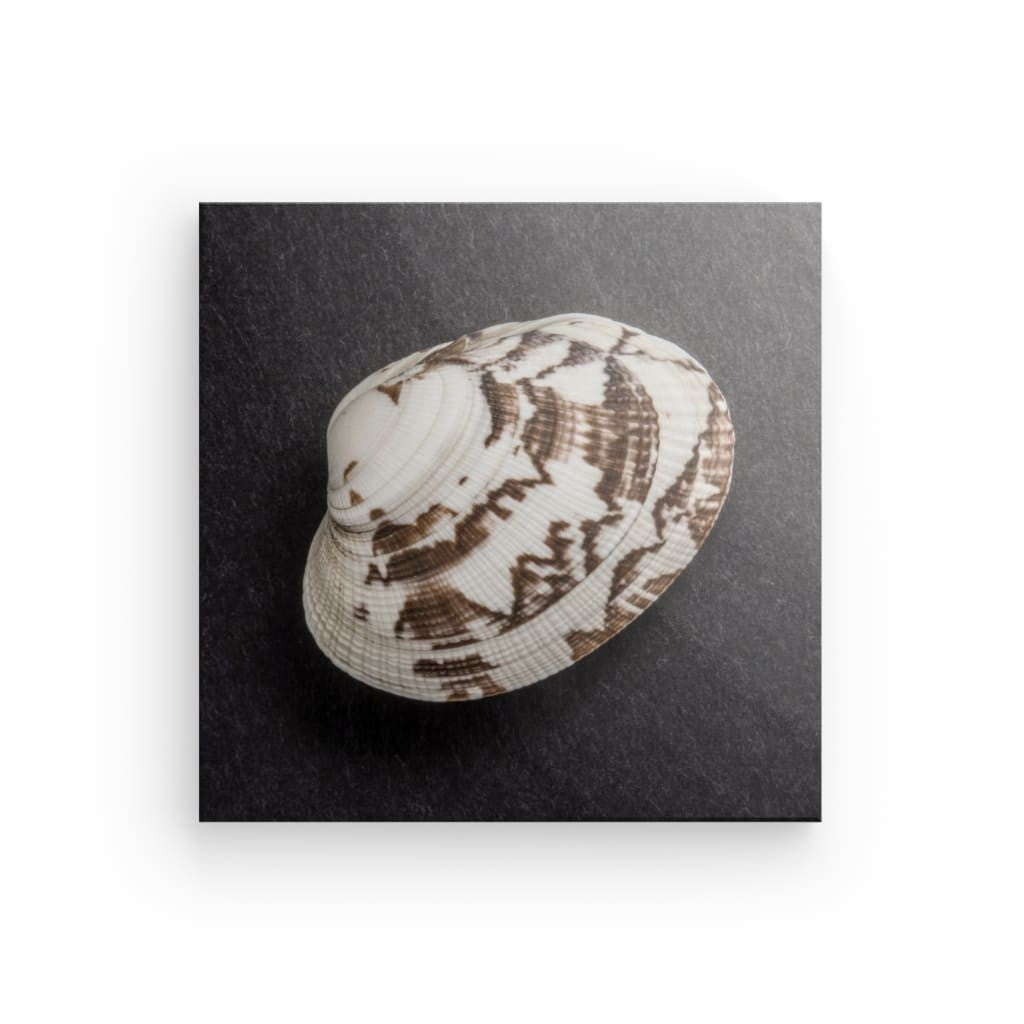 Shell on black background SH-00002 CANVAS
