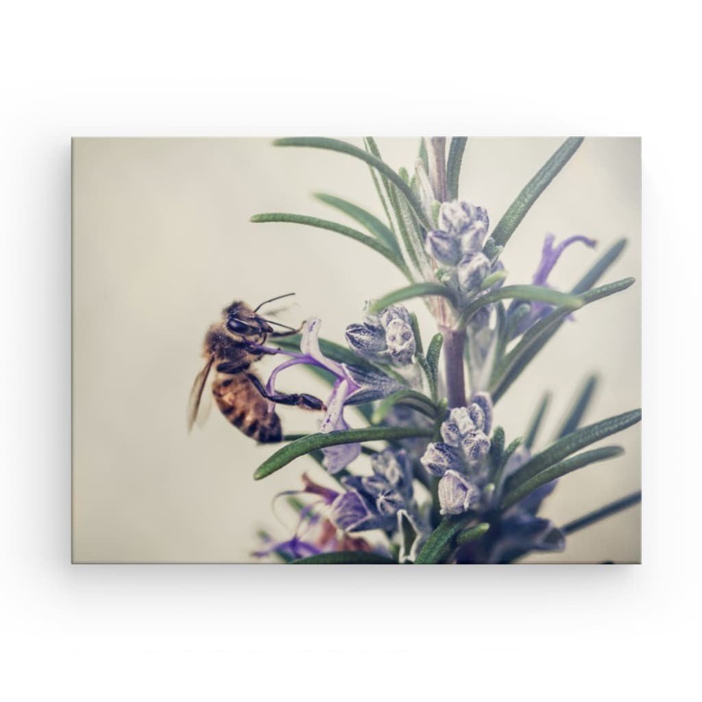 Bee on rosemary FL-00005 CANVAS Leonardo Ferri Photography Shop