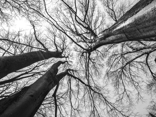 Black trees from below TR-00005 PANEL Leonardo Ferri Photography Shop