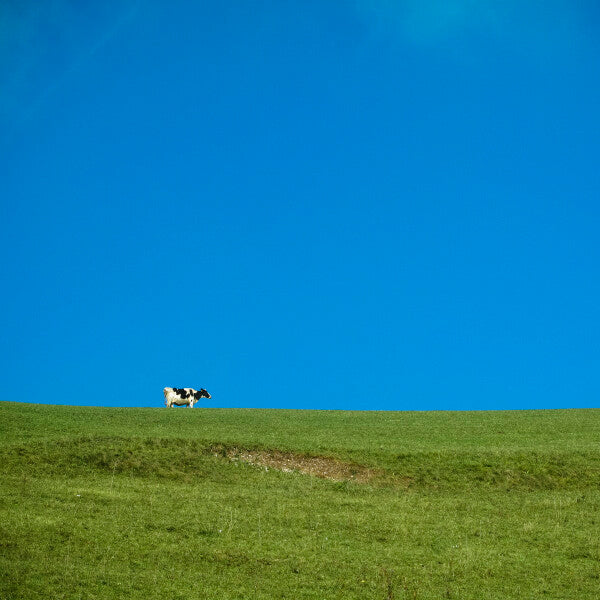 Cow in the Sky LS-00004 PANEL Leonardo Ferri Photography Shop