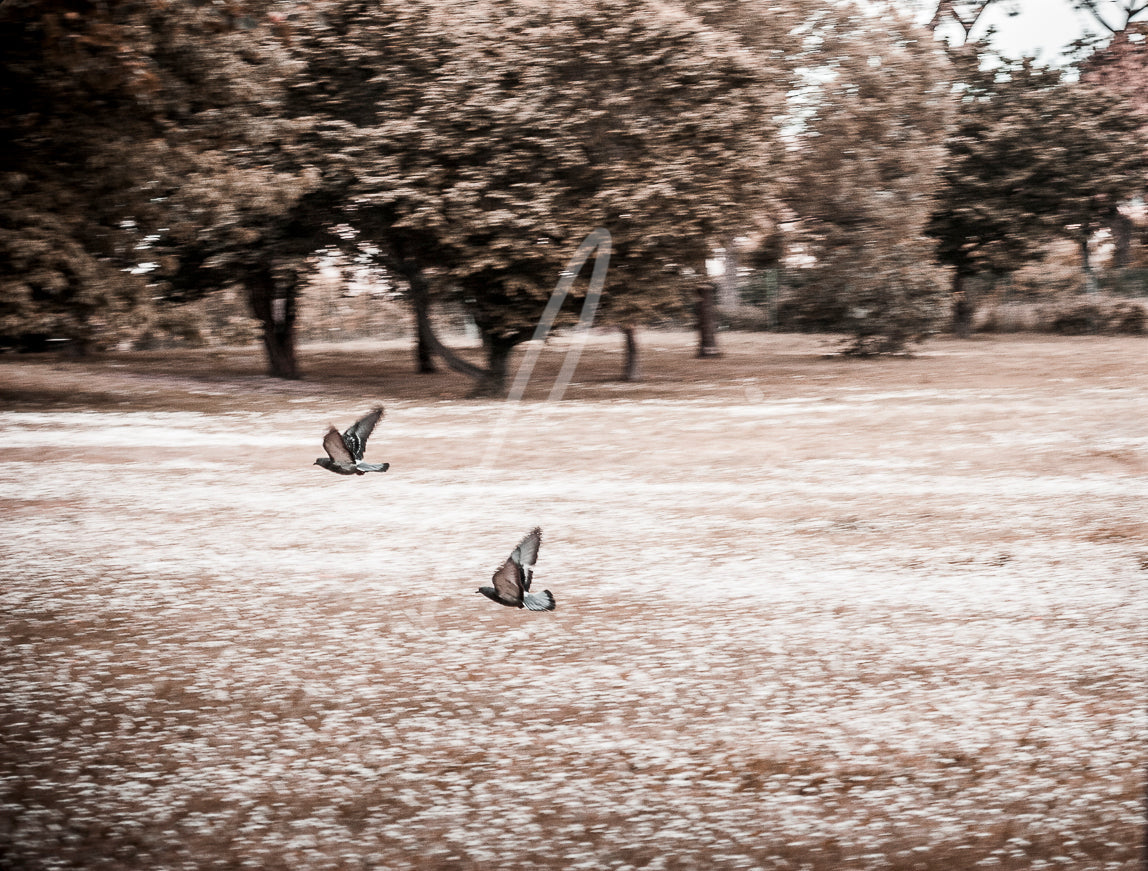 Flying pigeons LS-00002 PANEL Leonardo Ferri Photography Shop
