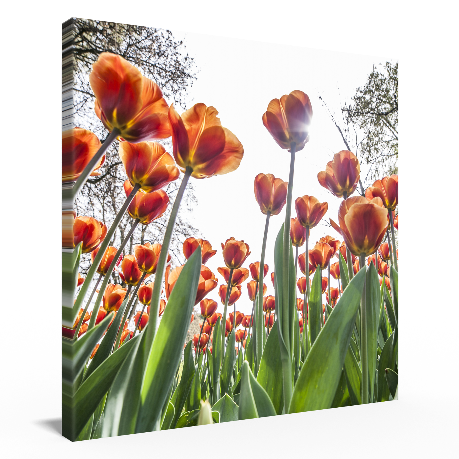 Orange Tulips FL-.00001 CANVAS Leonardo Ferri Photography Shop