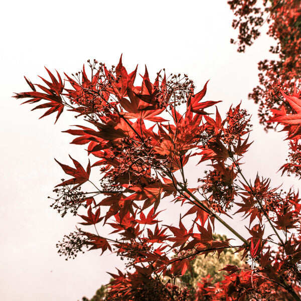 Red maple leaves FL-00019 CANVAS Leonardo Ferri Photography Shop