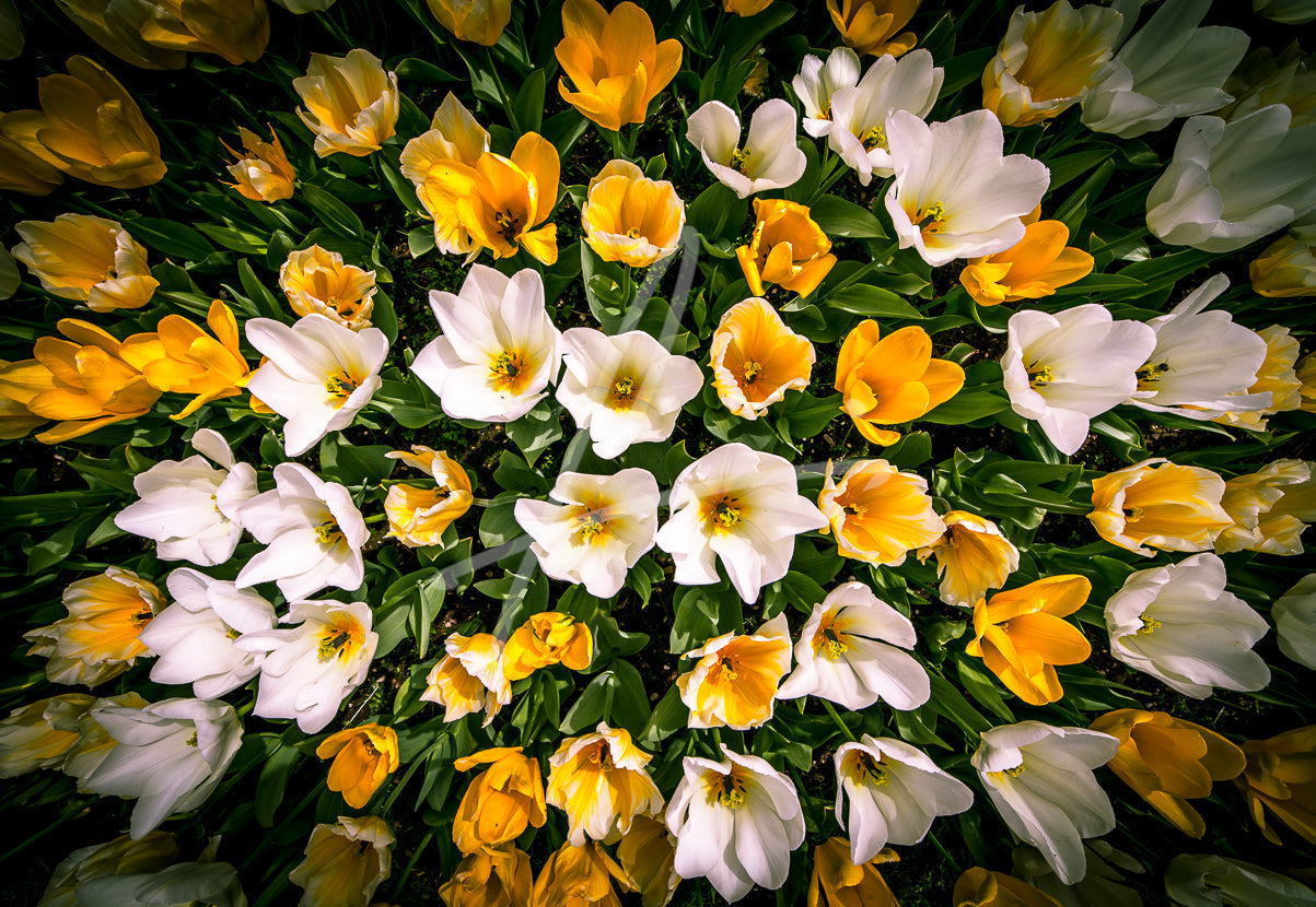 White & yellow Tulips FL-00007 CANVAS Leonardo Ferri Photography Shop