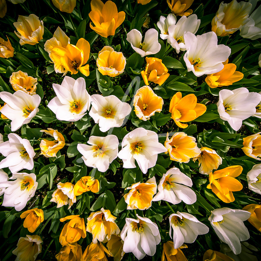 White & yellow Tulips  FL-00007 CUSHION Leonardo Ferri Photography Shop
