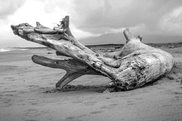 Wood on seashore WD-00006 CANVAS Leonardo Ferri Photography Shop